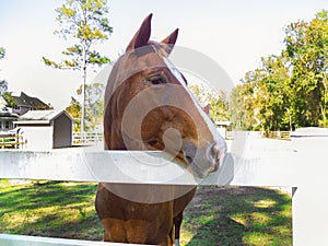 Horse Face with White Stripe at a White Wooden Fence