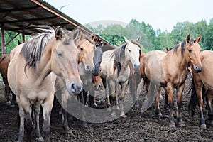 Horse factory farm