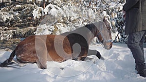 The horse falls on the snow. The owner of the horse is standing nearby holding the reins.