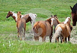 Horse Family Gathering