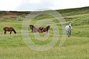 Horse family grazing #1 photo