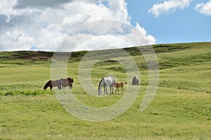 Horse family grazing #2 photo