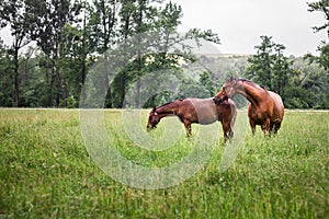 Horse family on pasture in rain