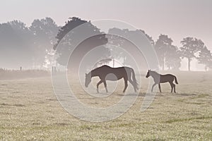 Horse family walk on misty pasture