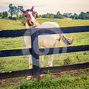 Horse of a farm