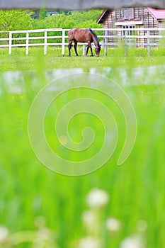 Horse in farm