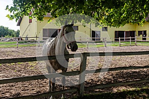 Horse on a farm