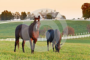 Horse Farm photo