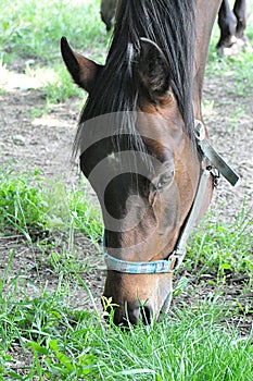 Horse and farm