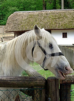 Horse on the farm