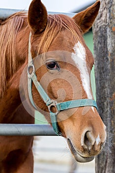 Horse in a farm