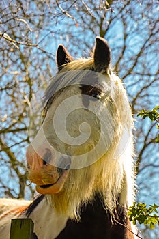 Horse on a farm