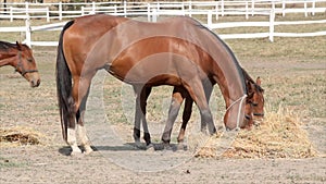 Horse farm