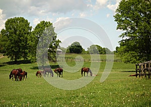 Horse Farm