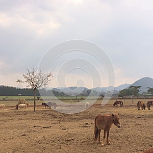 Horse in the farm