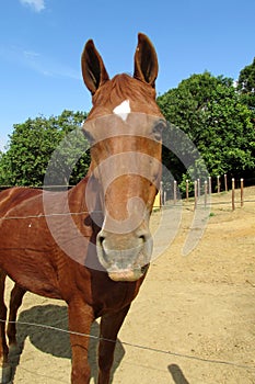 Horse on the farm