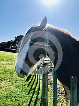 Horse in a farm with backlight.