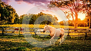 Horse of a farm photo