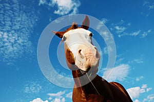 Funny horse face close up with blue sky background