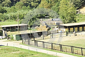 Horse farm in Besalu, Girona