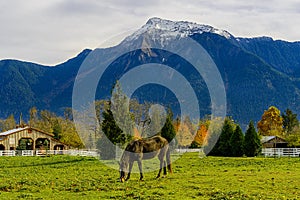 Horse on a farm in British Columbia, Canada