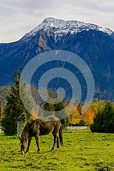 Horse on a farm in British Columbia, Canada