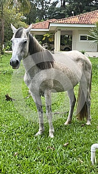 Horse on the farm - Country house photo