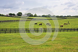 Horse Farm in the Countryside of Kentucky