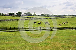 Horse Farm in the Countryside of Kentucky photo