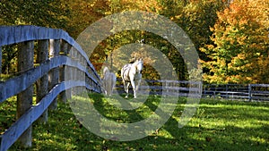 Horse farm with fences in fall color in Ontario, Canada