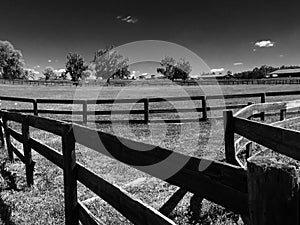 Horse Farm Fences Pasture Trees in Black & White