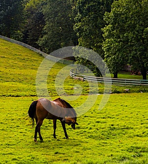 Horse in a farm field in rural York County, Pennsylvania.