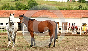 Horse-farm with horses