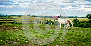 Horse on a farm in Kentucky