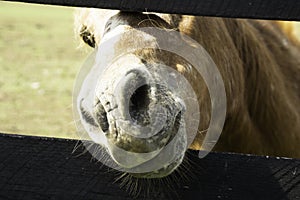 Horse on Farm in Kentucky