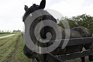 Horse on Farm in Kentucky