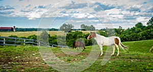 Horse on a farm in Kentucky photo