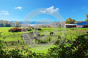 Horse farm land with red barns during fall.