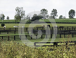 Horse Farm in Lexington Kentucky photo