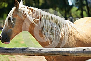 Horse, farm and mare at fence in summer with healthy development of animals for agriculture or equestrian. Mustang, pony