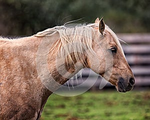 Horse at a Farm in Northern Californa