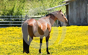 Horse at a Farm in Northern Californa photo