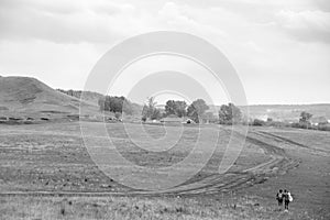 Horse farm pasture with mare and foal. Small village with old houses. Summer landscape with green hills