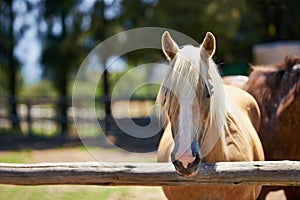 Horse, farm and portrait of mare at fence with healthy development of animals for agriculture or equestrian. Mustang