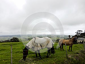 Horse on a Farm @ @Saddleback Mountain