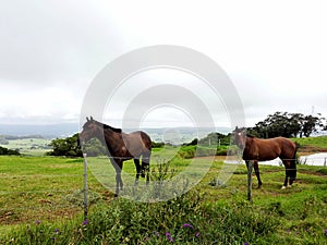 Horse on a Farm Saddleback Mountain