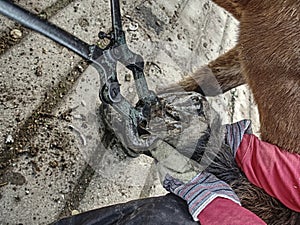 Horse farm stuff clearing and cutting hoof