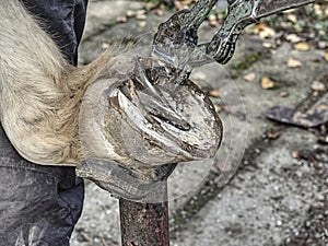 Horse farm stuff clearing and cutting hoof