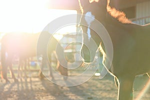 Horse farm at sunset
