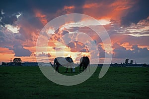 Horse farm in the sunset